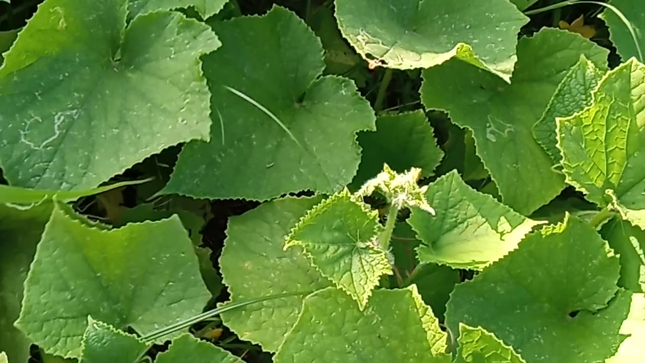 Cucumber vines