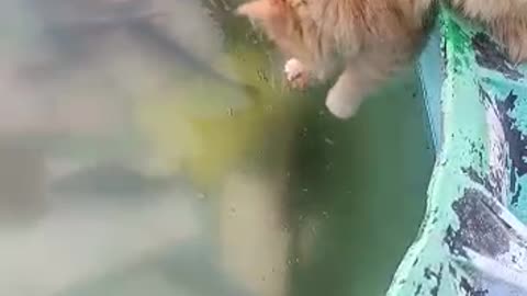 Cat catches fish in the pond and is not afraid of water