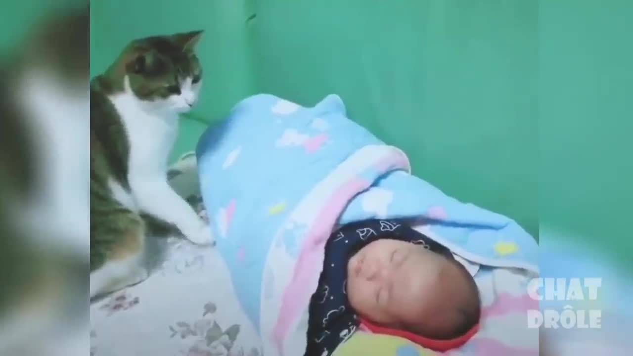 Top funny cat videos of the week . TRY TO NOT LAUGH