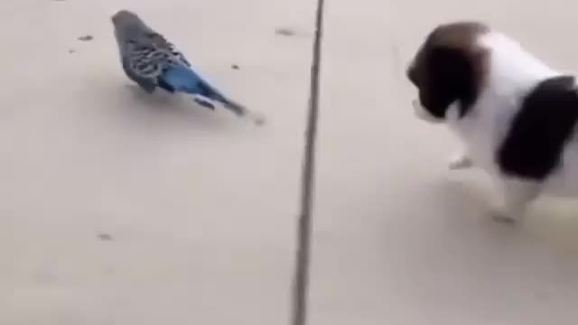 Cute animals playing with each other😍