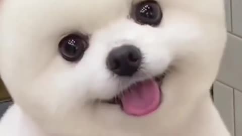 Cute dog