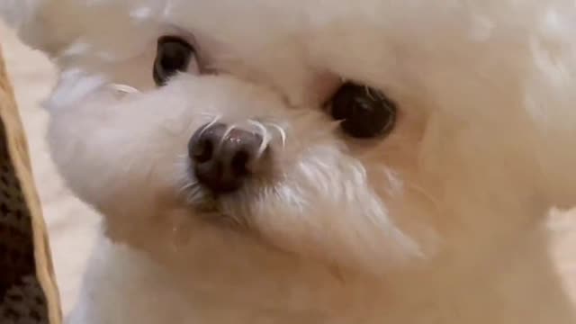 Dogs don't sneer at the same or the different