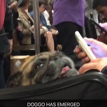 Dog face sticking out of black bag