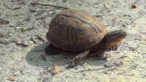 Tartaruga Caixa