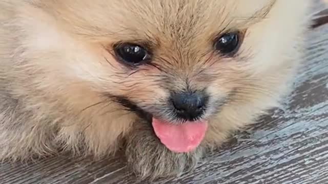Cute Dog | Cute Dog Video | Cute Dogs Shorts | #shorts #animals #dog