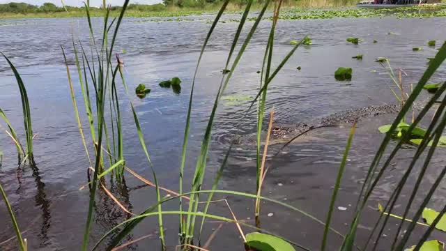 AN ALLIGATOR IN THE WATER