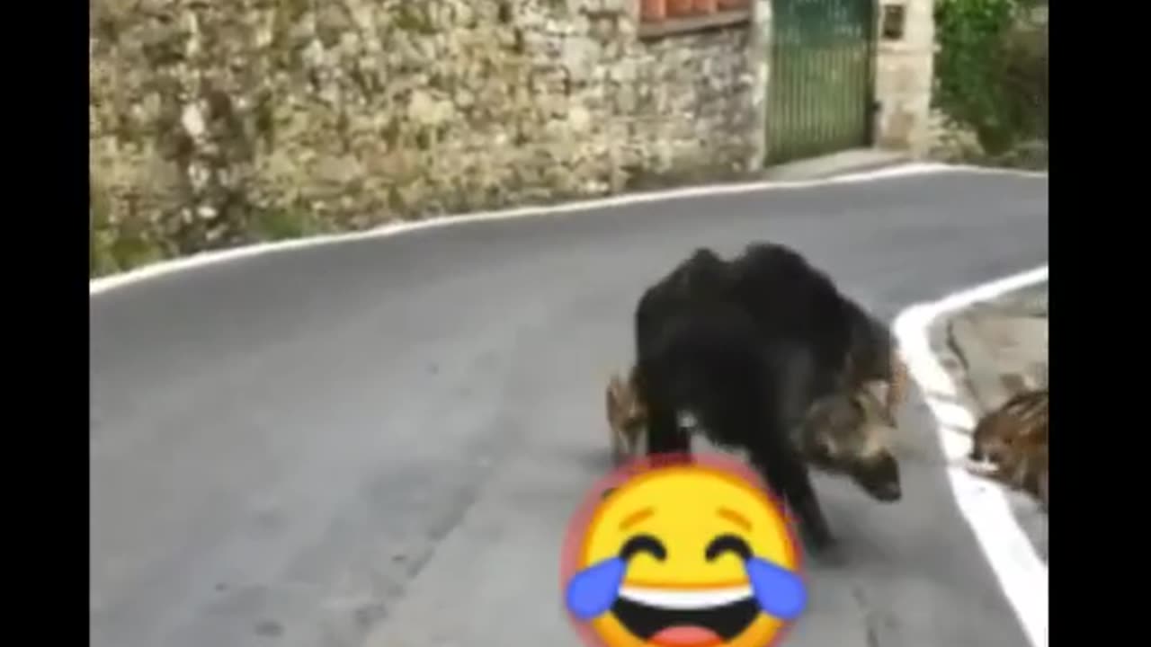 Funny Animals