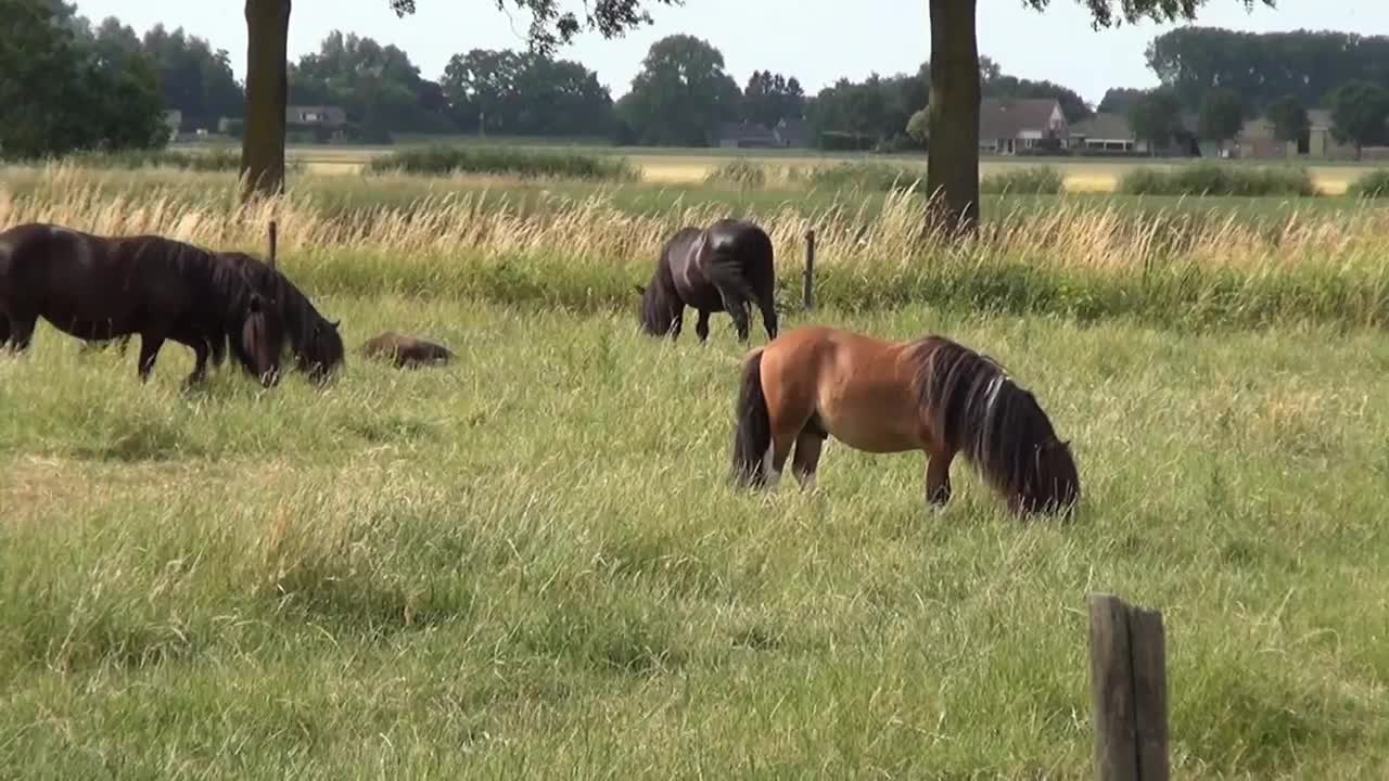 Horses for Kids - Horse Videos for Children