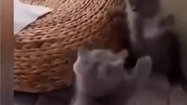 Funny Cats #2