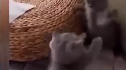 Funny Cats #2