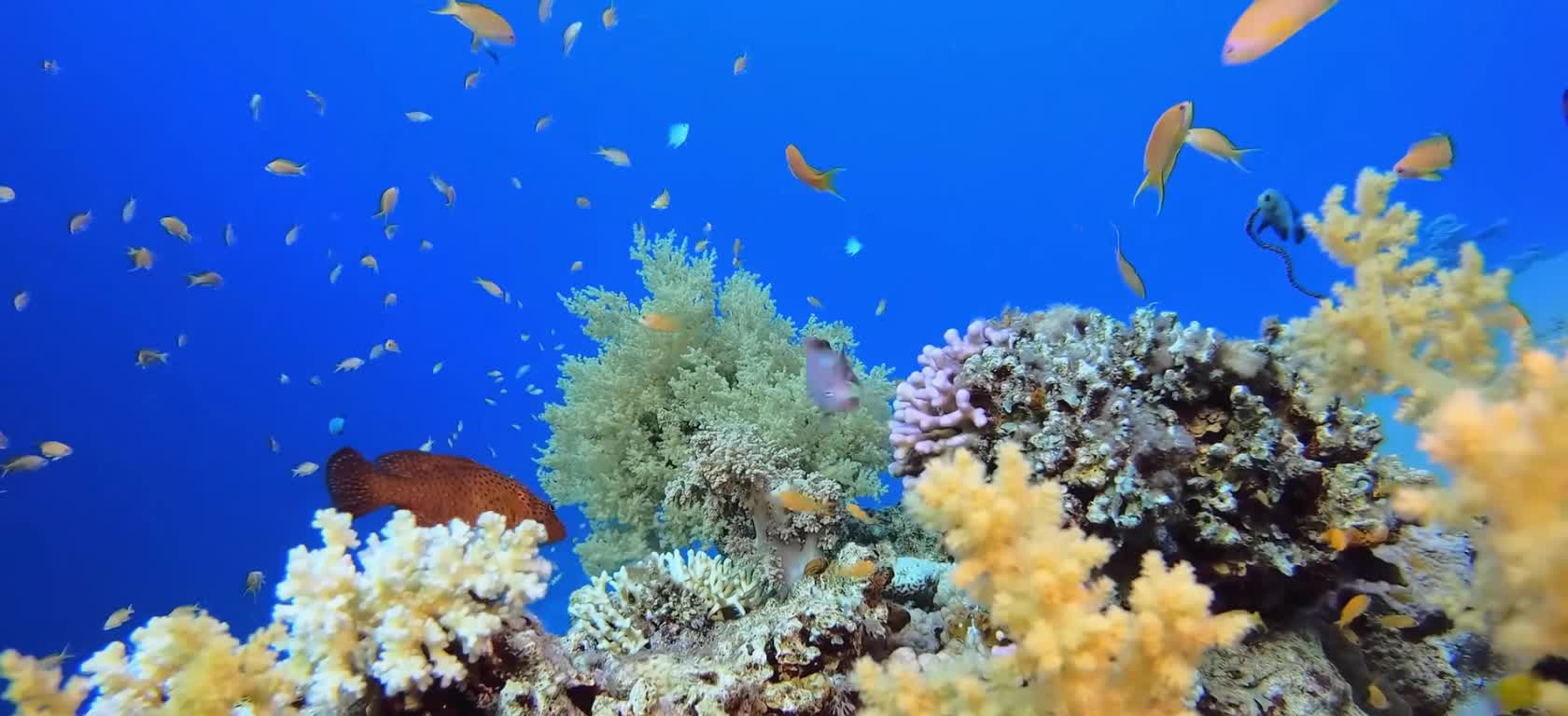 The underwater scenery heals you
