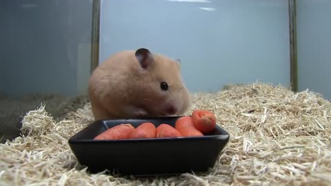 Funny Hamster Stuffing