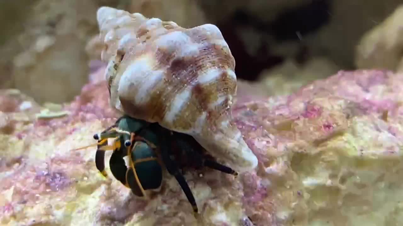 Black and orange tipped hermit eating