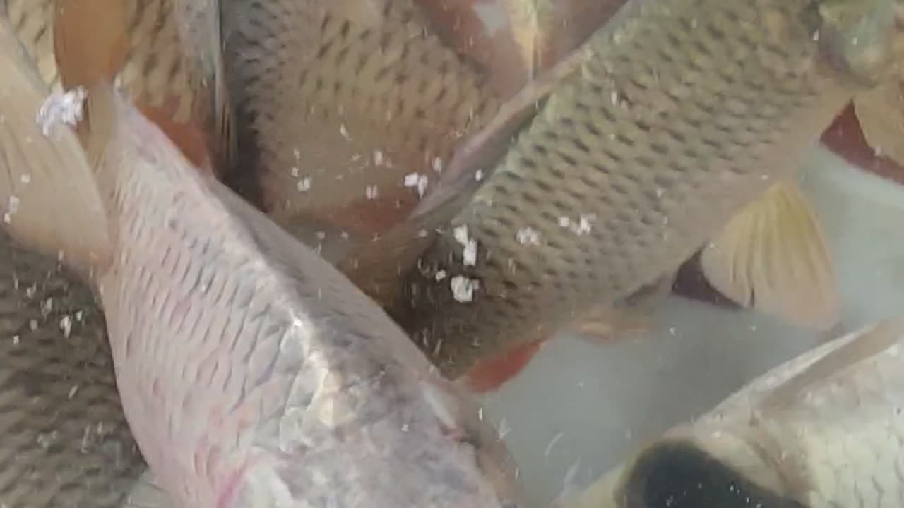 So Close.......... Carp Fish Wanderful video Underwater#carpFish#fishing