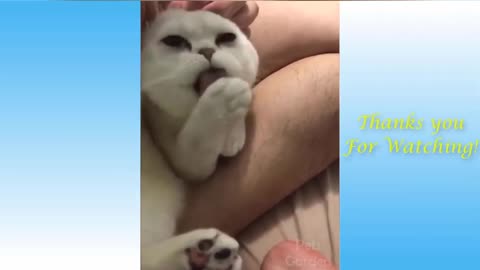 Funny Cat Cleaning Face # shorts