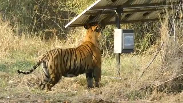 Tadoba's New Male Tiger