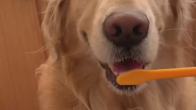 Brushing the Teeth of a Golden Retriever!