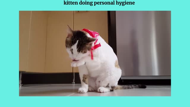 kitten doing personal hygiene