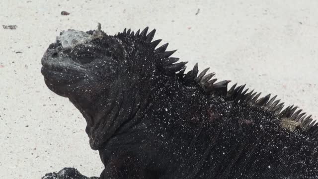 Iguane Marine (Amblyrhynchus cristatus) Galapagos