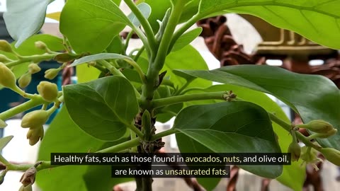 Which fats and oils are healthy for you?