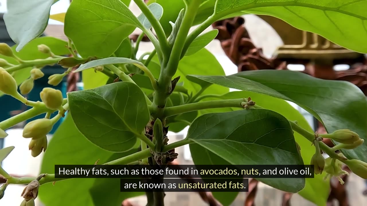 Which fats and oils are healthy for you?