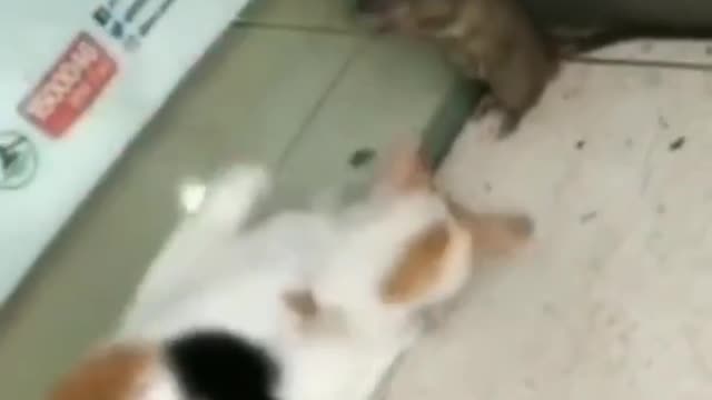 cat that punishes the mouse