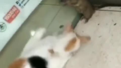 cat that punishes the mouse