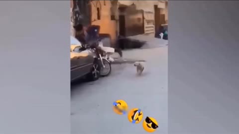 Funny Animal videos 2023 🥰-funnlest doge and cats videos 😁 #6