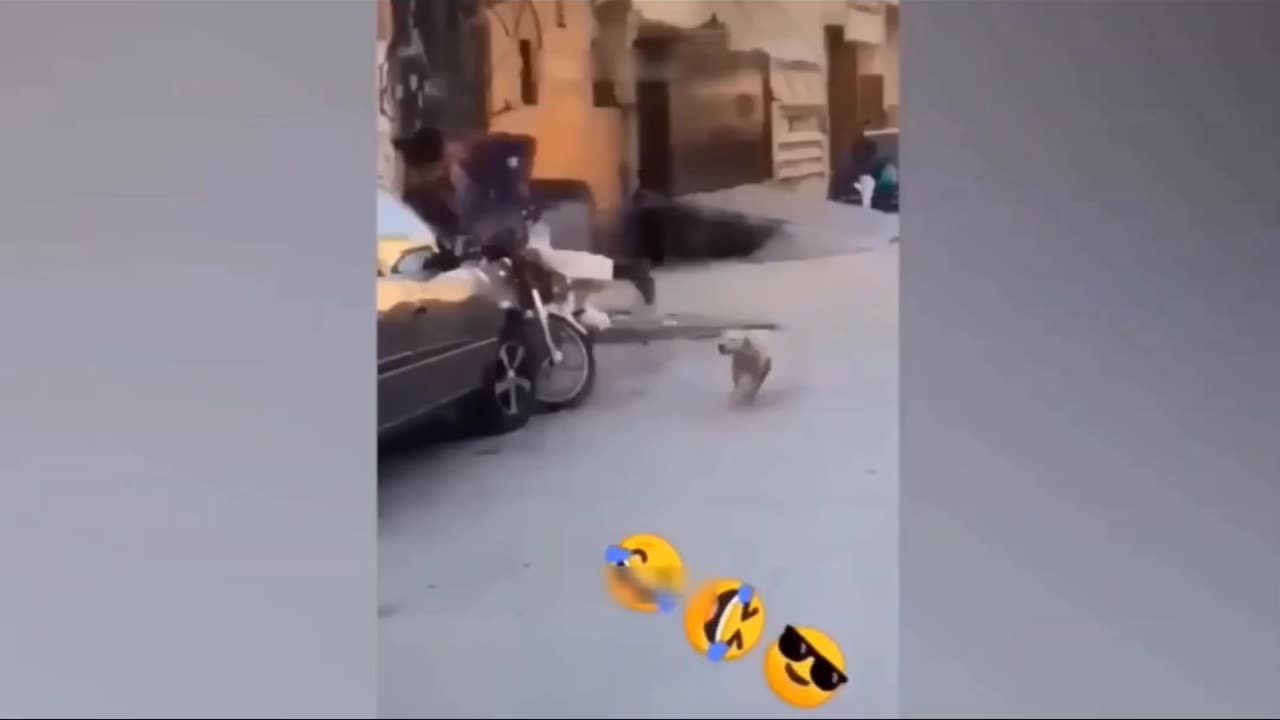 Funny Animal videos 2023 🥰-funnlest doge and cats videos 😁 #6