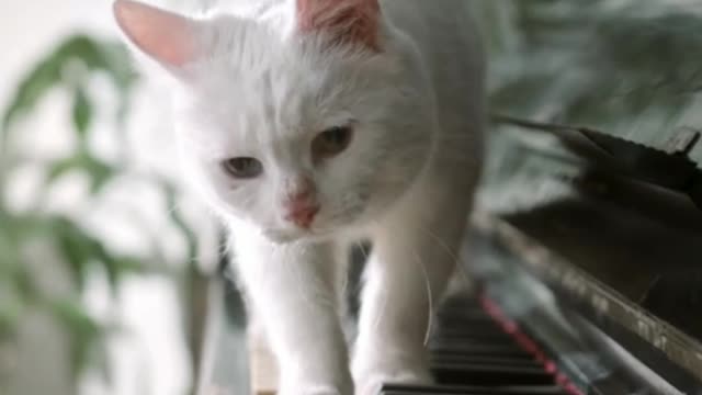 Cat music