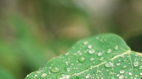 Beautiful morning Dew drops on leaf of plant looking so nice