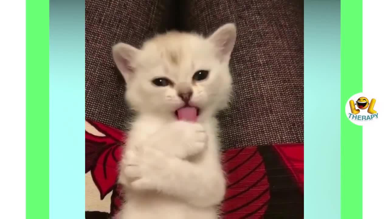 Viral kitten. The cutest! Compilation.