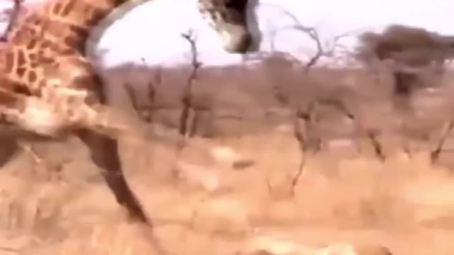 Giraffe mother fights to protect injured baby