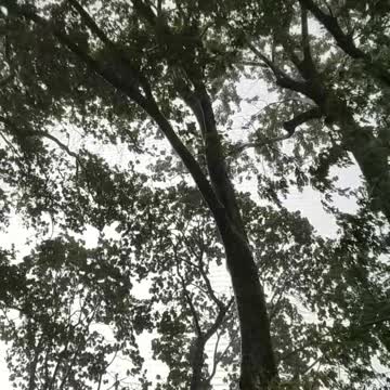 Hurry wind swept the tree