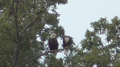 306 Toussaint Wildlife - Oak Harbor Ohio - Eagles Stop For Some Tunes