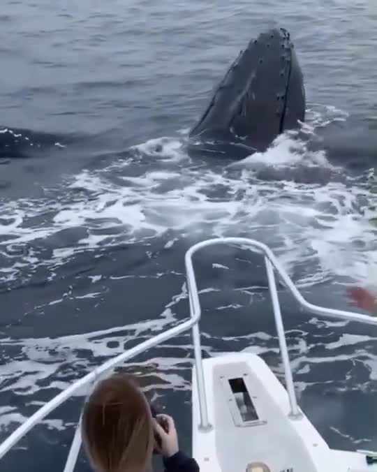 huge whale swimming beside the boat