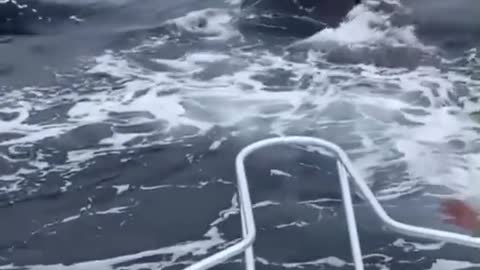 huge whale swimming beside the boat