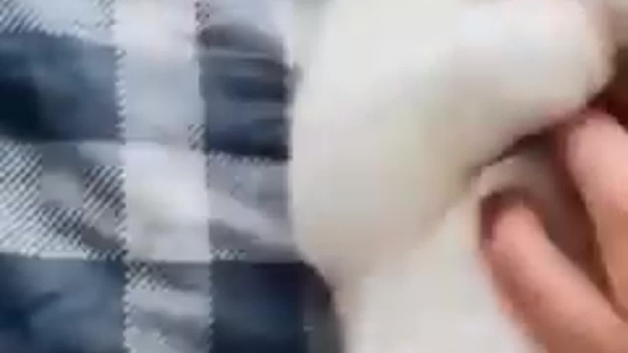 Cat Video funny cat video Funniest Videos 2023 -- Funny Cats -- _cute _cat _short