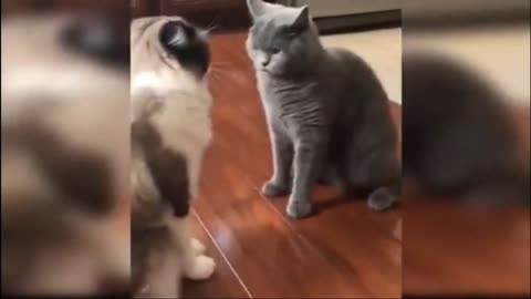 cute cats playing looking very cute