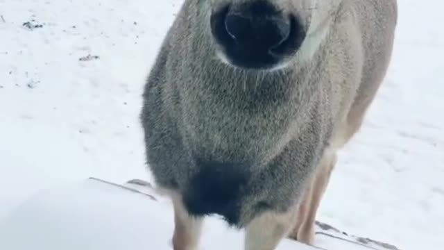 Very beautiful deer