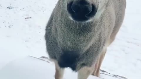 Very beautiful deer