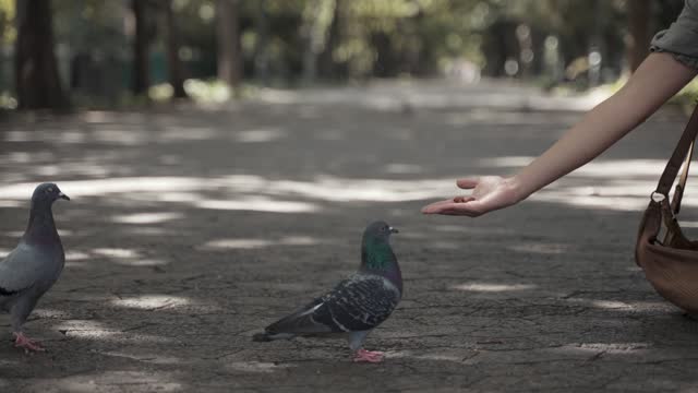 A Person Feeding the Pigeons
