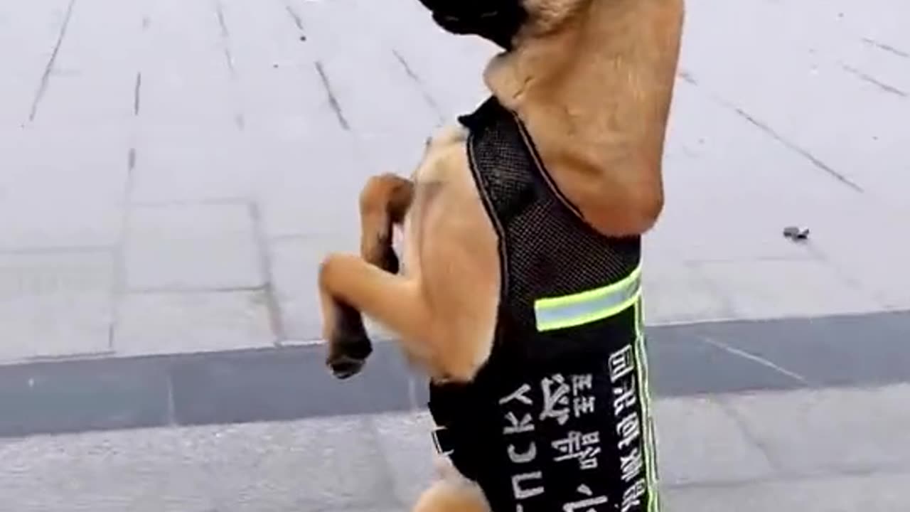 Cute dog video