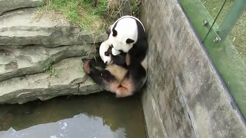 Pandas Fight Each Other