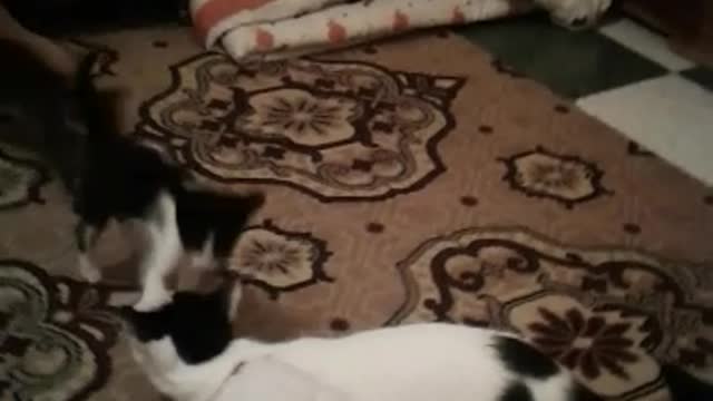 Little Funny cats play in house