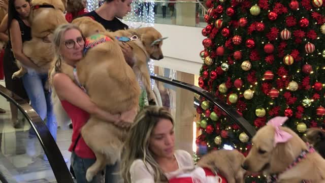 Mall Allows Dogs for a Day - Alternate Angle