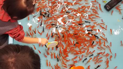 Goldfish catch game.