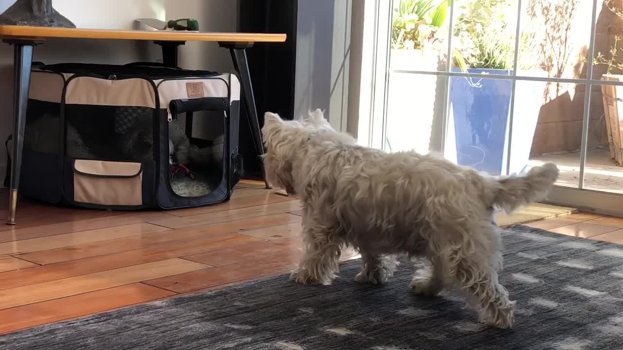 Westie acts totally surprised after bumping head