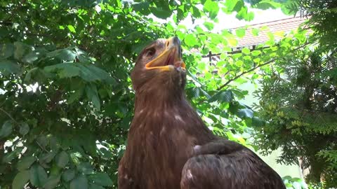 Portrait Of Falcon Sitting In Tree Nature