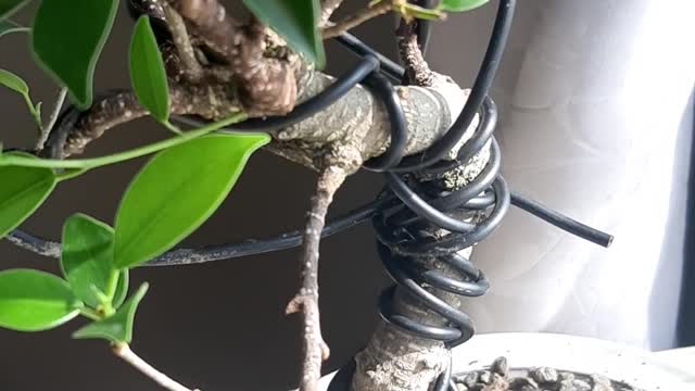 bonsai check out my bonsai